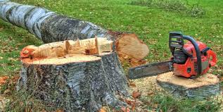  Owings, MD Tree Removal Pros