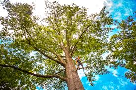 Leaf Removal in Owings, MD
