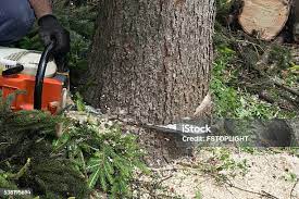 Best Tree Disease Treatment  in Owings, MD