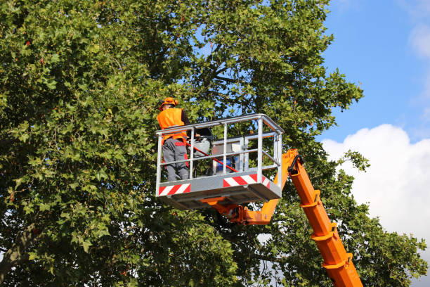 Best Aeration Services  in Owings, MD