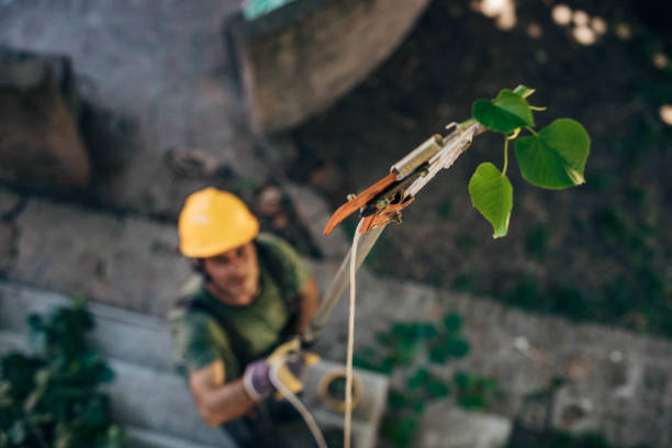 Best Hazardous Tree Removal  in Owings, MD