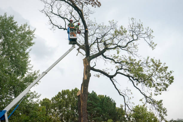 Best Seasonal Cleanup (Spring/Fall)  in Owings, MD