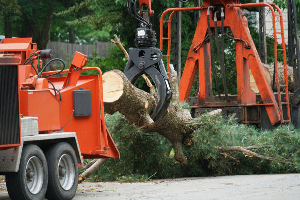 Best Leaf Removal  in Owings, MD
