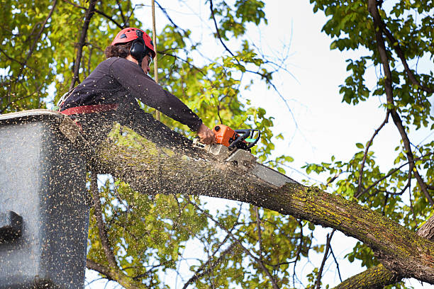 Best Tree Removal  in Owings, MD
