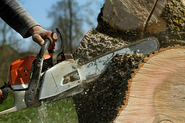 Best Tree Trimming and Pruning  in Owings, MD