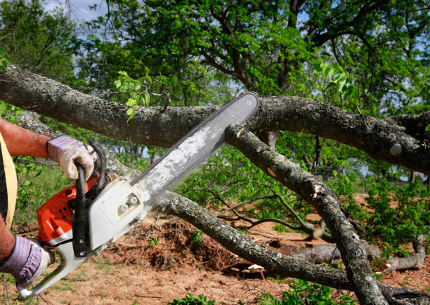 How Our Tree Care Process Works  in  Owings, MD